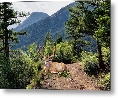 Taking A Break - Metal Print