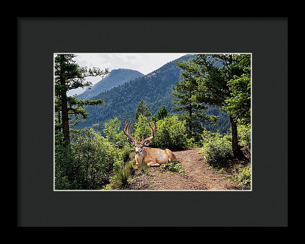 Taking A Break - Framed Print