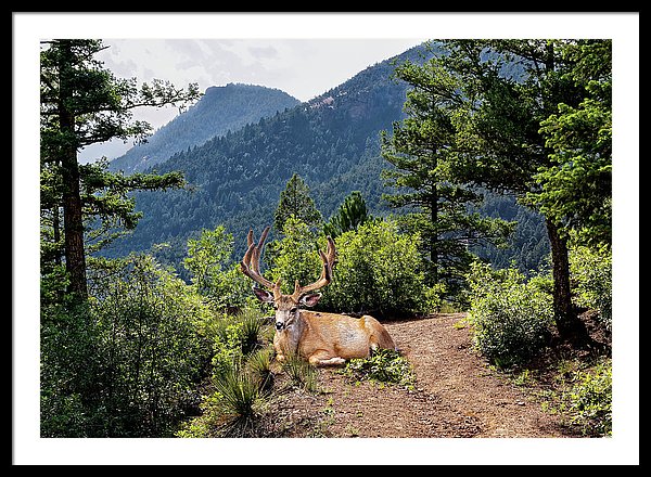 Taking A Break - Framed Print