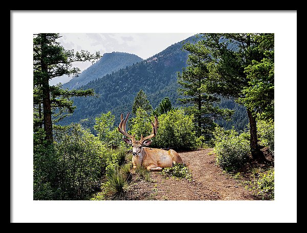 Taking A Break - Framed Print